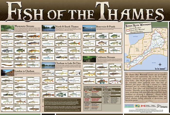 Fish of the Thames Poster - Upper Thames River Conservation Authority