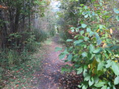 A dirt trail through a forest.