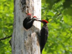 A large woodpecker perches on a tree trunk to feed two smaller woodpeckers that are inside of a hole in the tree.