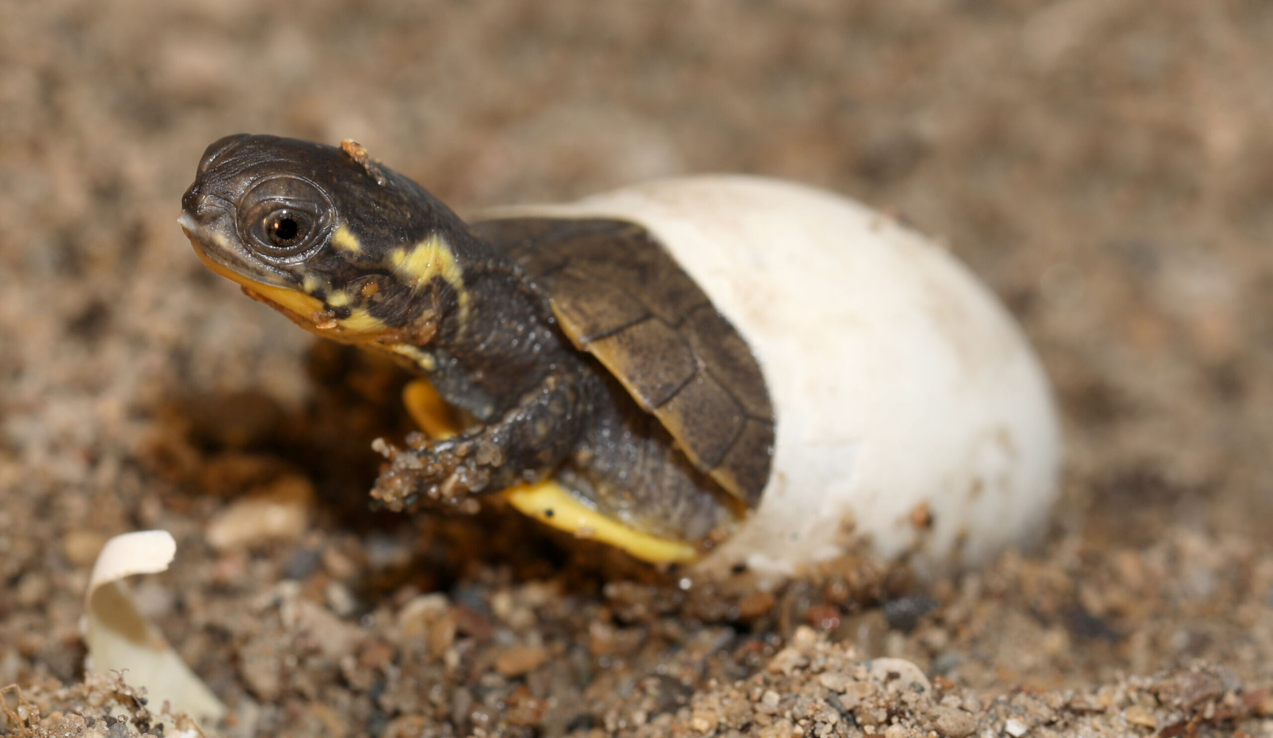 Blanding's Turtle Hatching from Egg