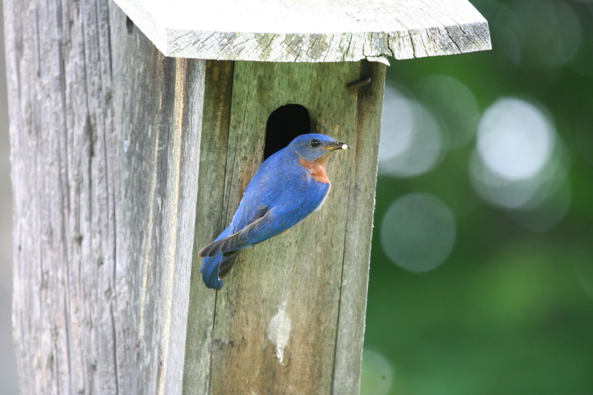 The Basics of Bird Boxes - Upper Thames River Conservation Authority