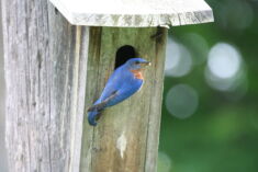 A Bluebird perches on the front of a bird box.