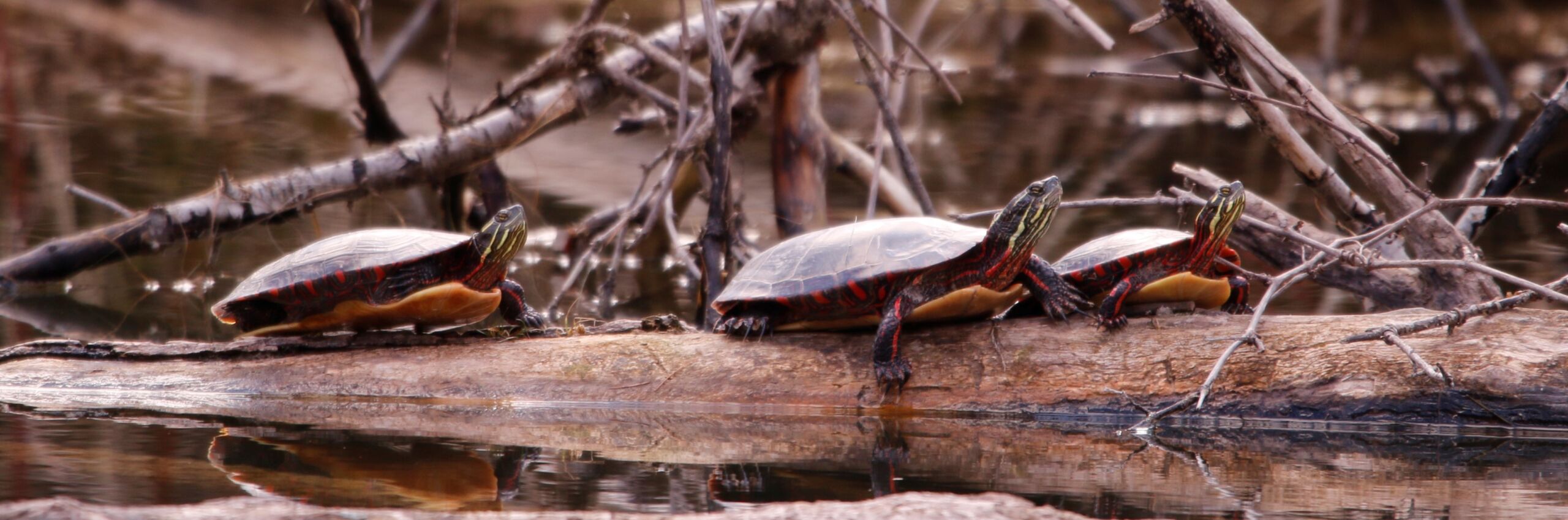 49727293071_7af944484c_o (1) Turtles basking on a log