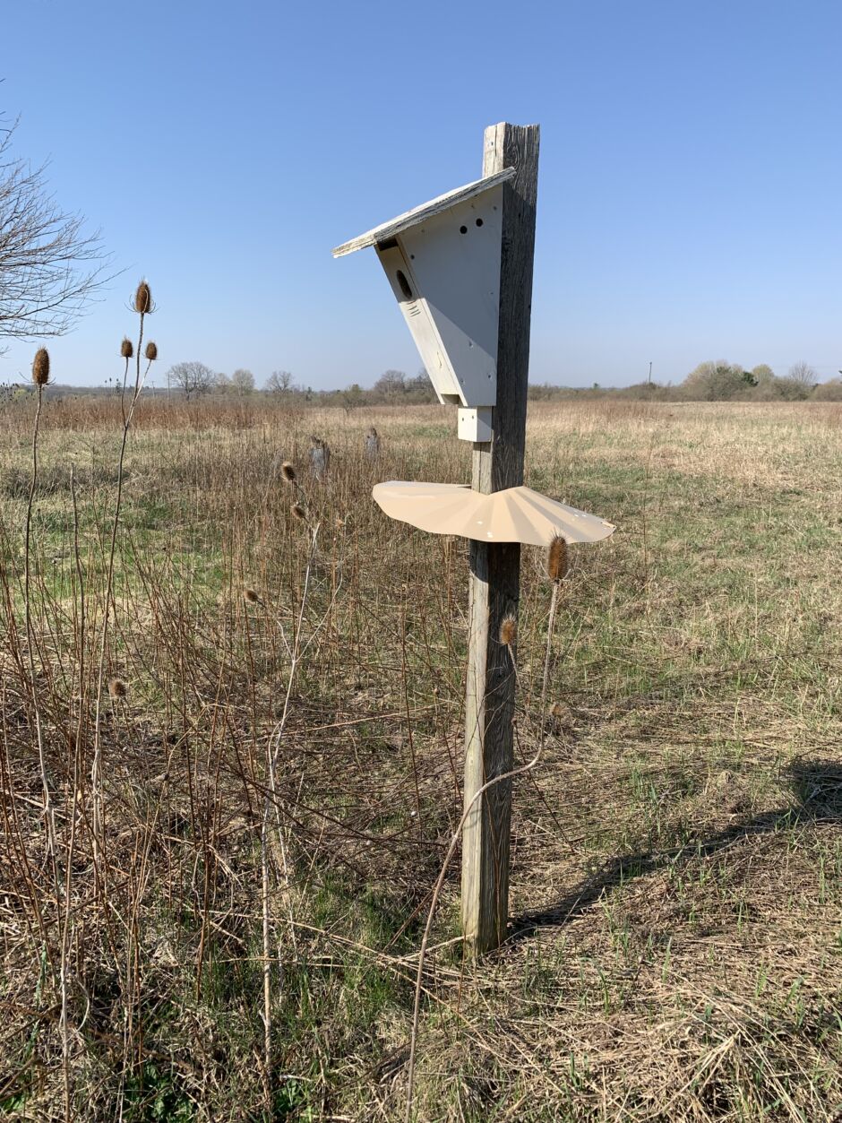 The Basics of Bird Boxes - Upper Thames River Conservation Authority