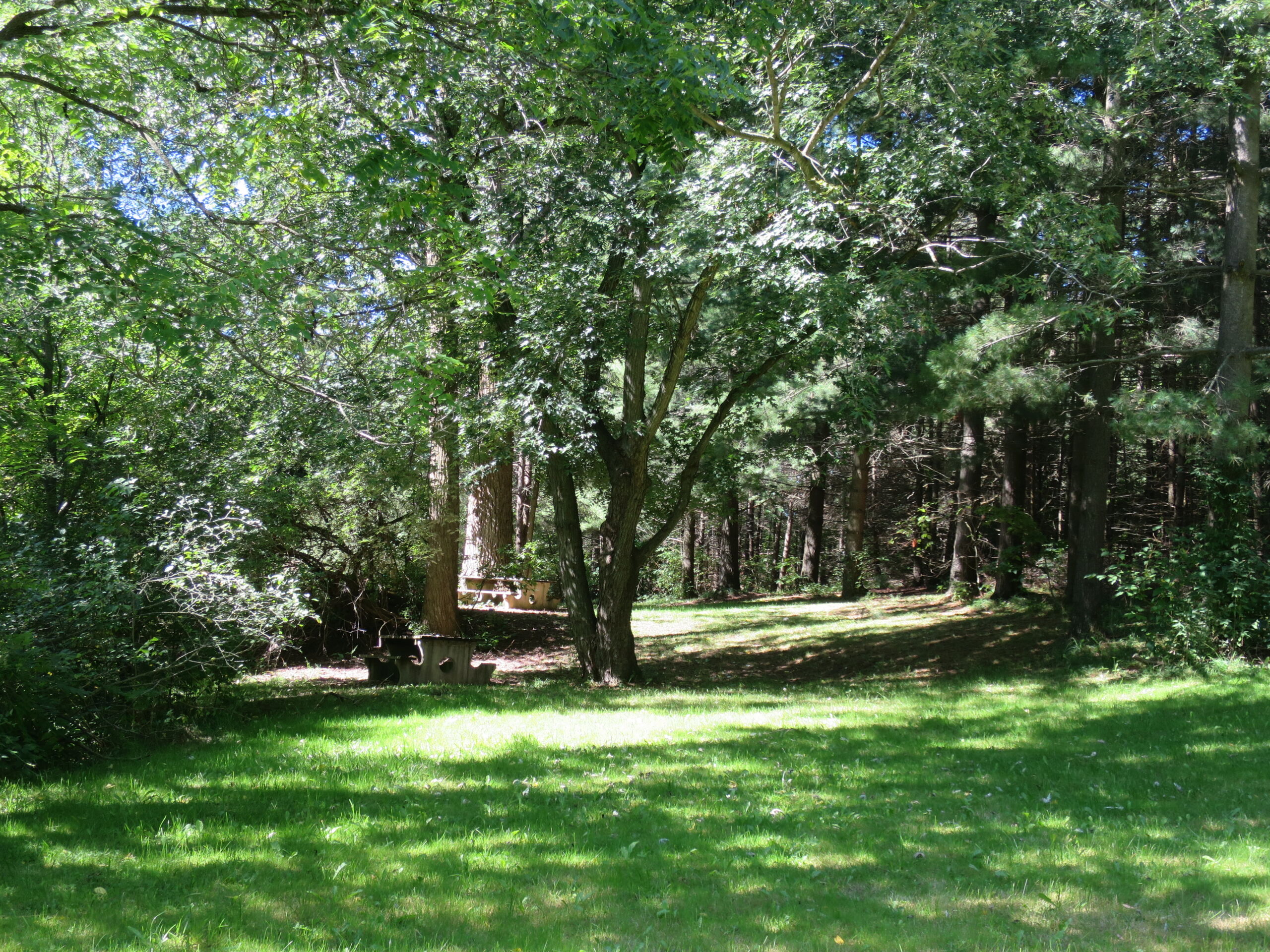 Picnic tables in a grassy area of a forest