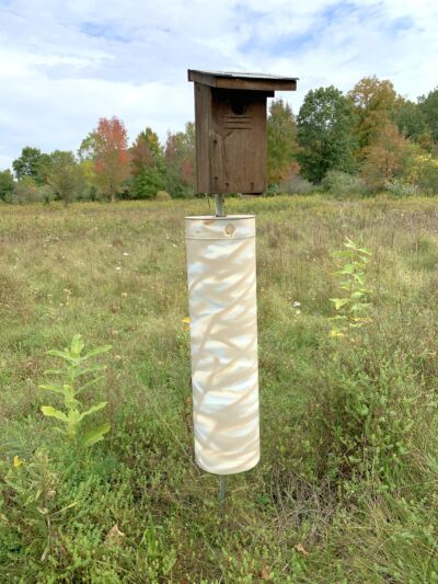 A bird box with a stovepipe baffle around the pole.