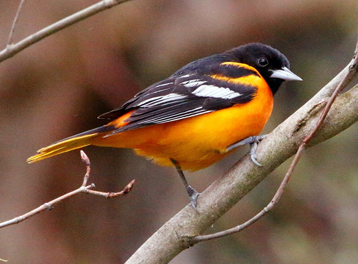 Orange, black and white bird perched in a tree