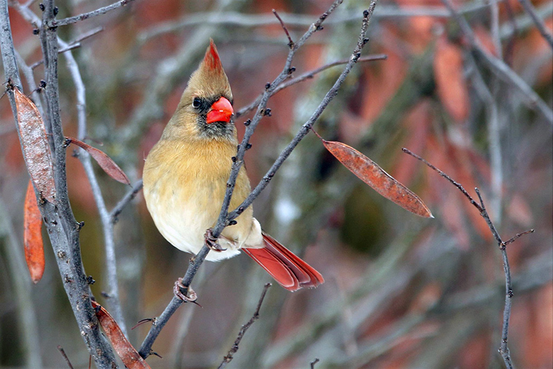 Northern Cardinal bird sitting in a tree