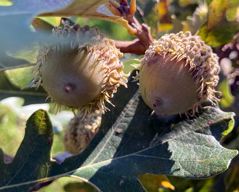 Two Bur Oak acorns growing on a tree