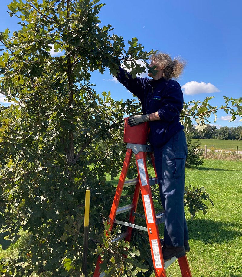 UTRCA staff stand on ladder to pick acorns from a Bur Oak tree