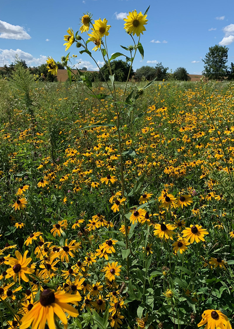 Tall Sunflower and Black-eyed Susans flowering in a prairie meadow at the Cade Tract