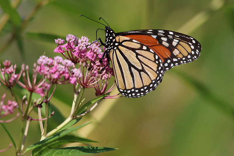 Orange and black monarch butterfly drinks nectar from a pink milkweed flower