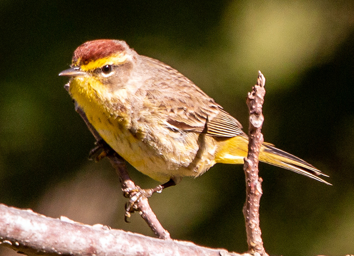 Brown, yellow and beige bird perched on a tree branch
