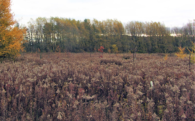 The trees planted in previous years are growing well Autumn meadow with young trees growing