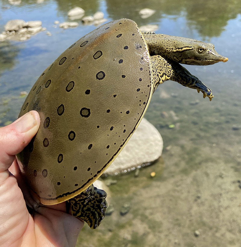 Spiny softshell turtle held in a person's hand