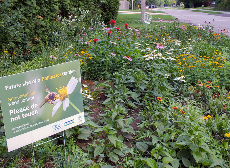 Garden of pollinator plants with a sign explaining it was created by the Friends of Stoney Creek