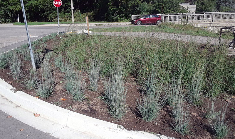Area with native grasses growing, next to a street corner