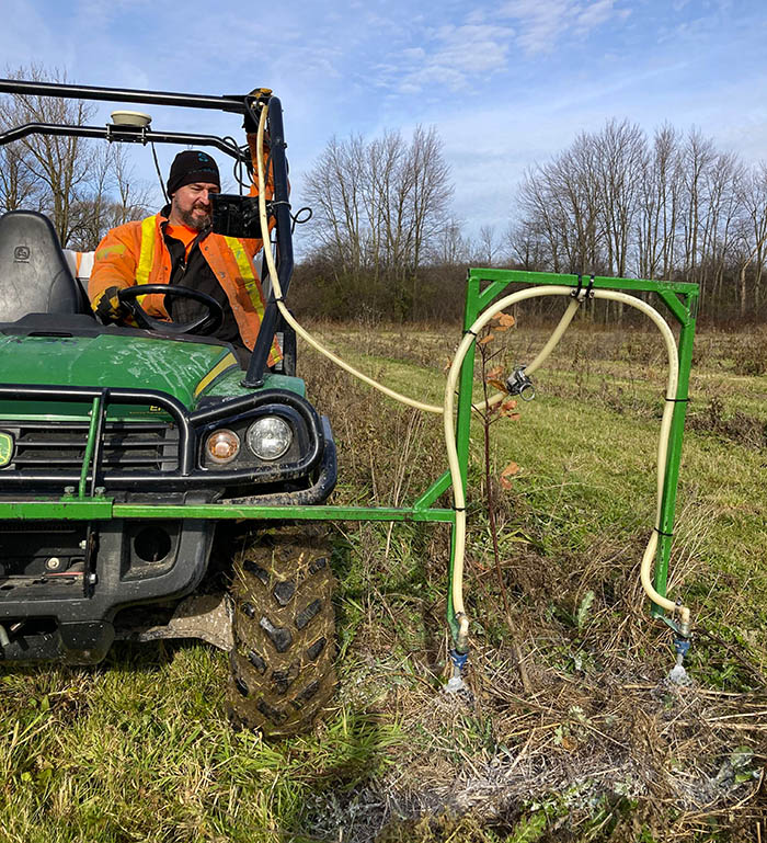 UTRCA staff applies herbicide to oak seedlings