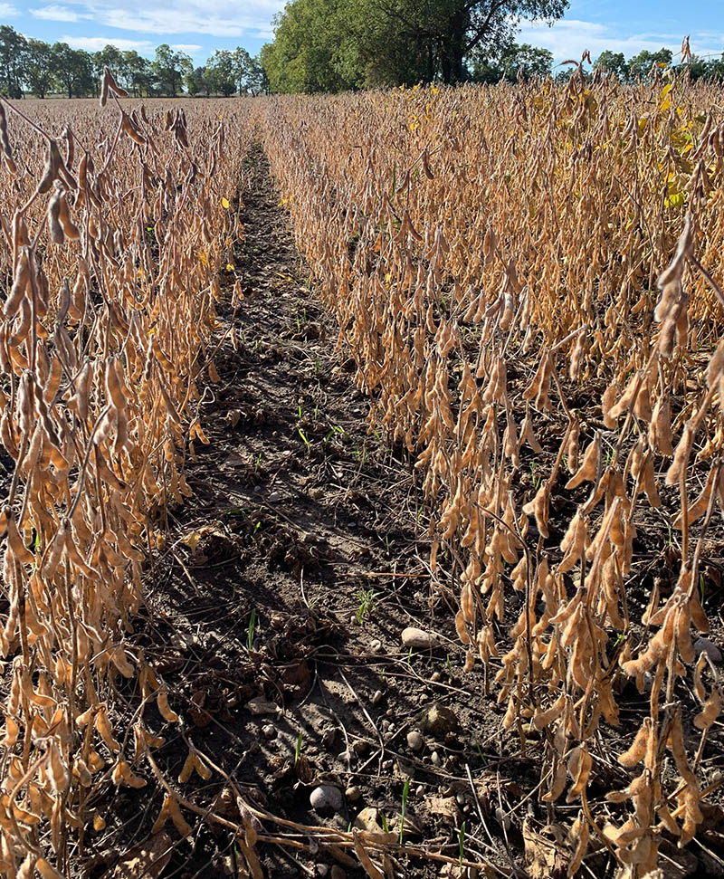 Green shoots of the oat cover crop are visible between the rows of soybeans
