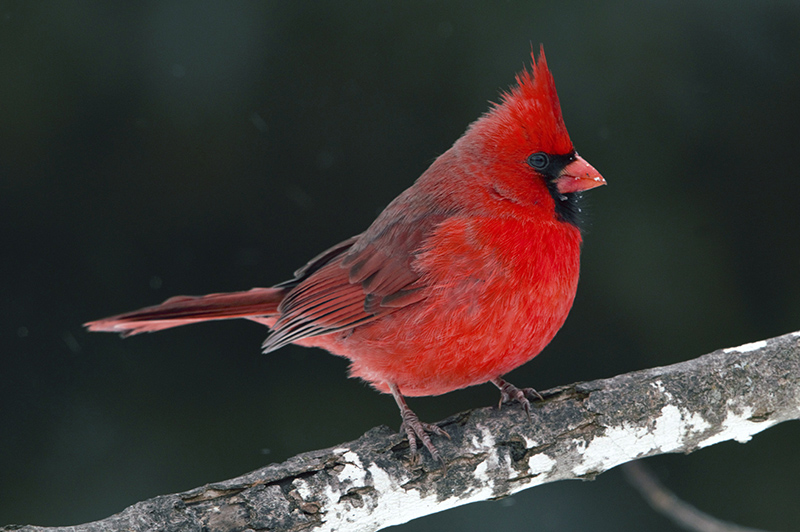 Northern Cardinal Male Northern Cardinal (medium sized red bird with a crest and black mask), perched on a branch