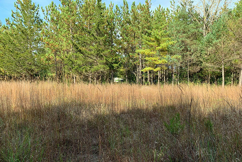 Native grasses growing in a small field in front of pine trees