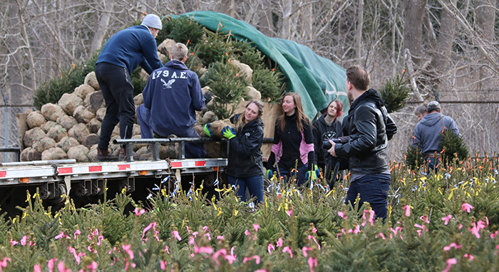 People unloading hundreds of small trees off of a truck