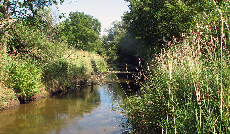 Stream flowing past field and trees