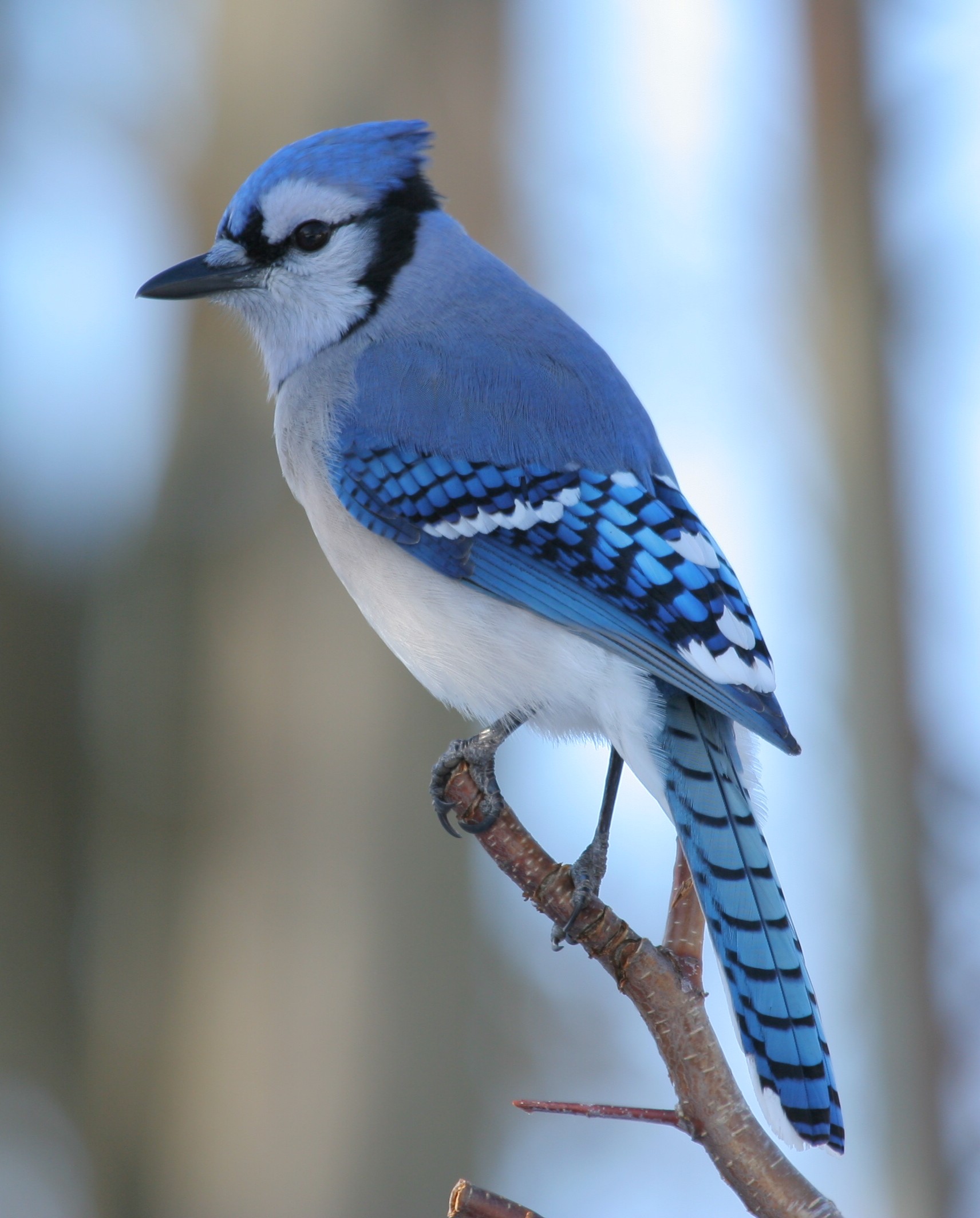 Blue Jays and Acorns - Upper Thames River Conservation Authority