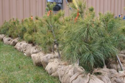 Burlap trees lined up on grass