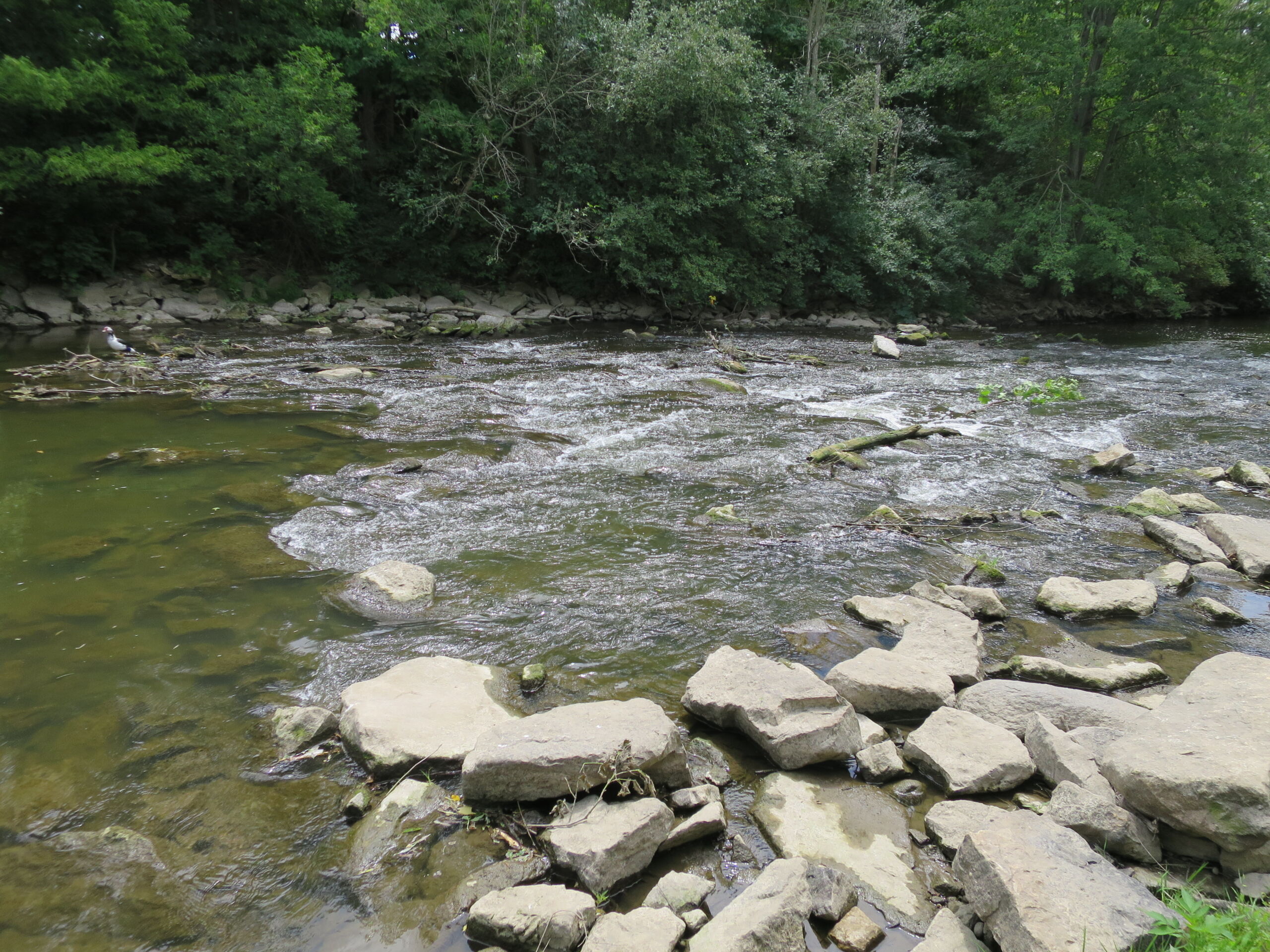 Water cascades over rocks in a stream.