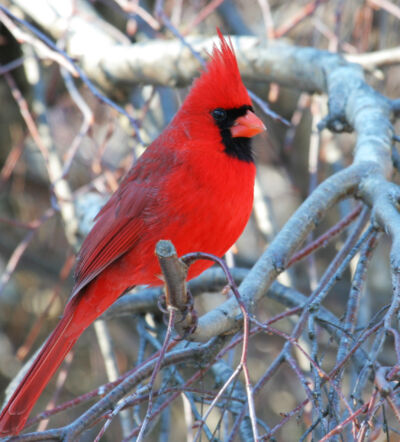 Cardinal posed on a tree branch