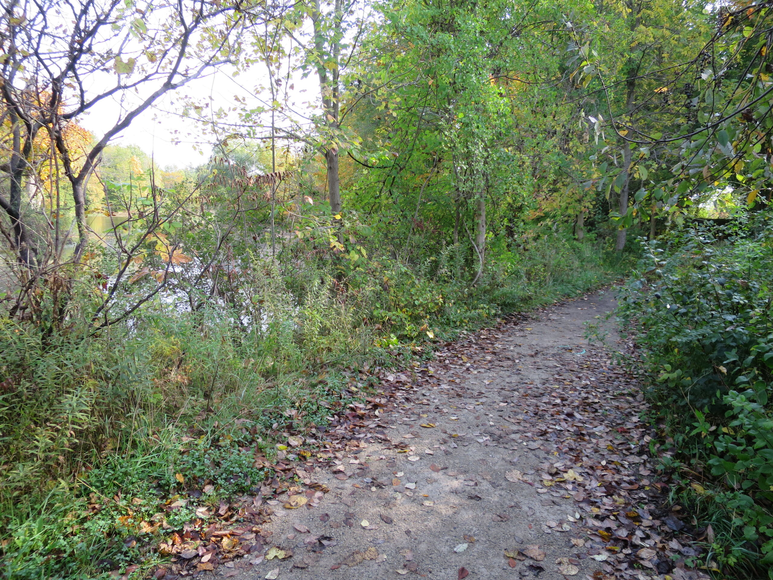 A trail curves along a creek