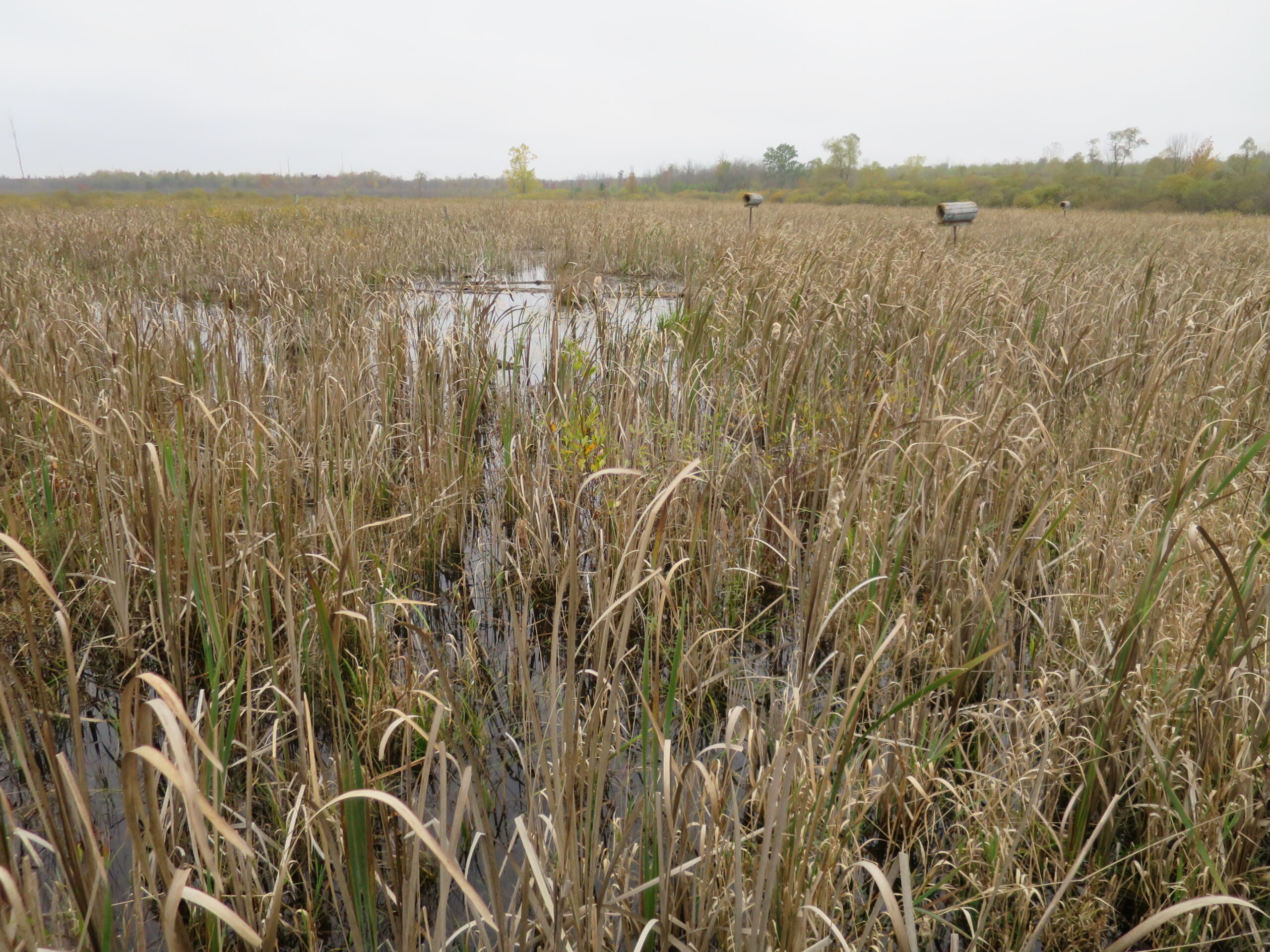 Cattails growing in a marsh