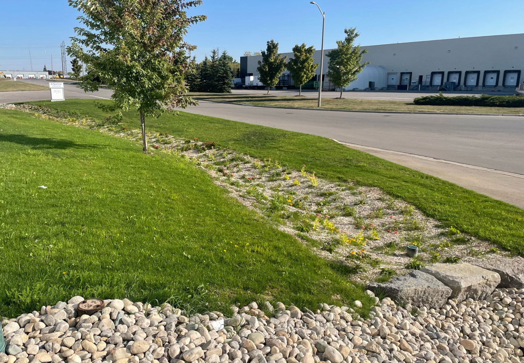 Rain garden in a grassy area next to a road.