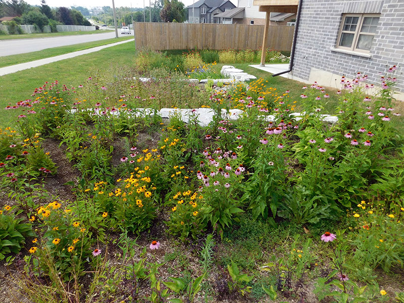 Rain garden with flowering plants, between a house and a street