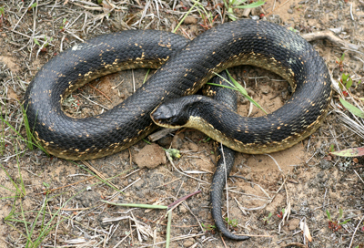 Snake curled up on the ground