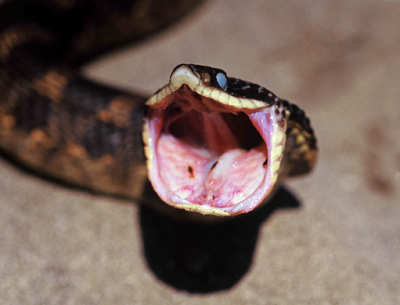 Snake with open mouth