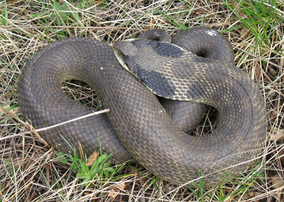 Snake curled up on the grass