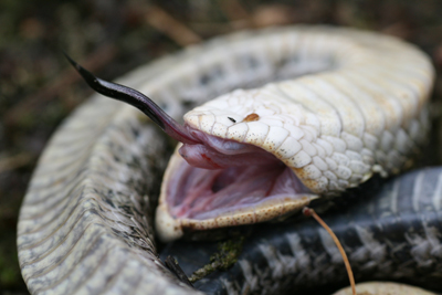 Snake lying on its back with its tongue sticking out