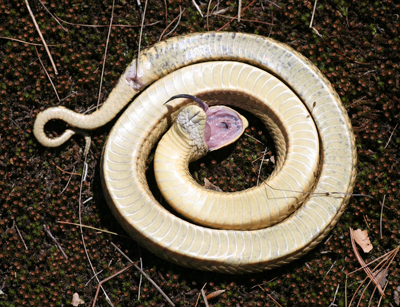 Snake lying on its back with its tongue hanging out