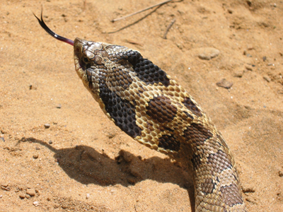 Snake with the skin along its neck flared out