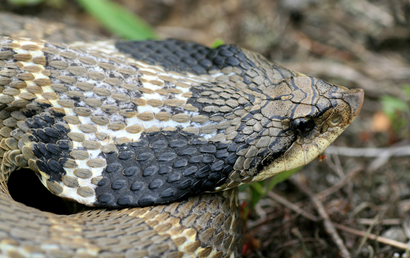 Close up of a snake's face and head
