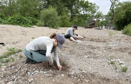 Looking for Turtle Eggs