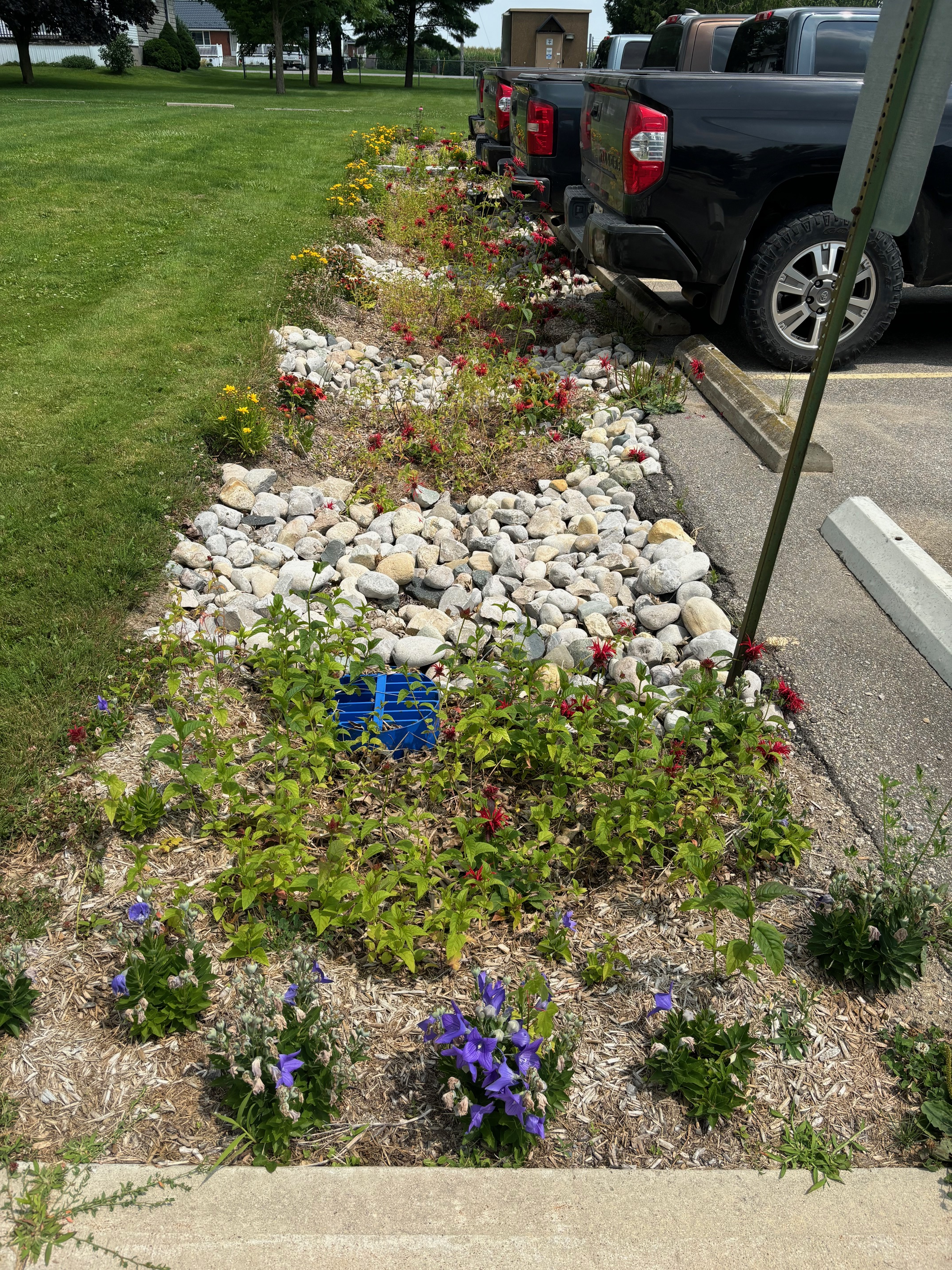 bioswale