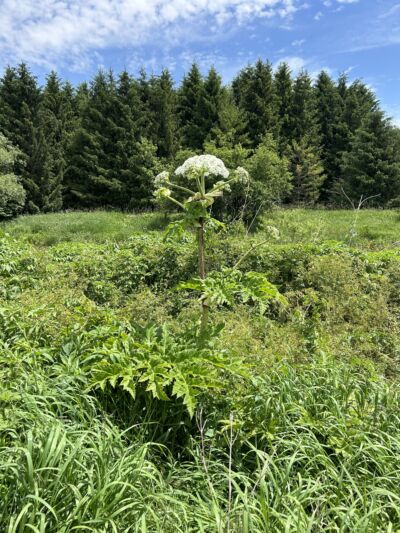Giant Hogweed in the middle of a field