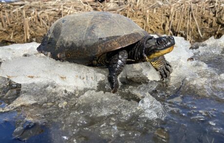 Blanding's Turtle