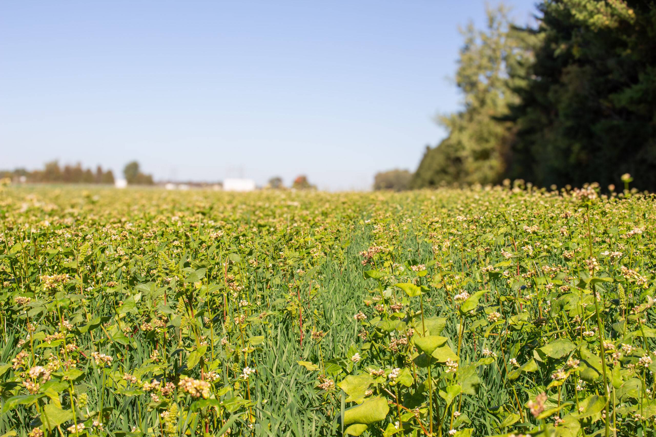 IMG_7361 Farm field