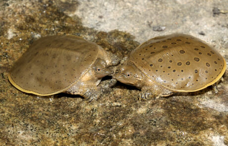 Spiny Softshell Turtle Hatchlings