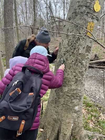 Three hikers take a closer look at a tree