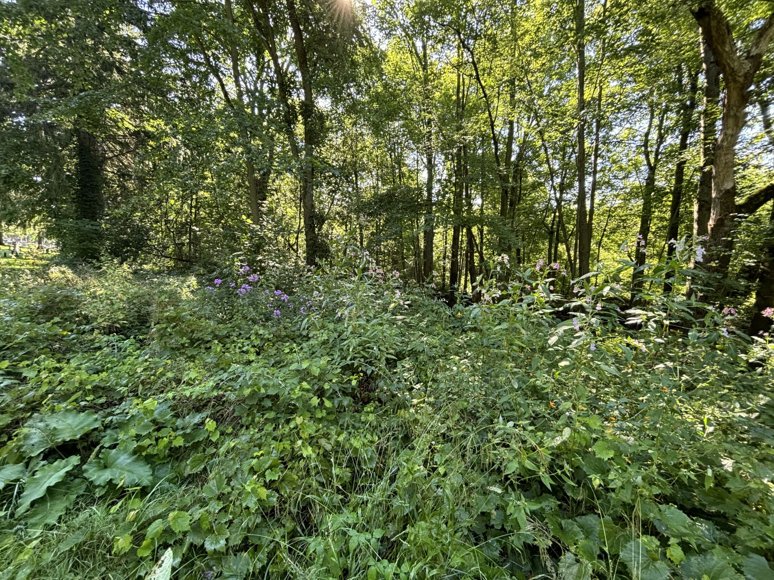 Himalayan Balsam in TJ Dolan